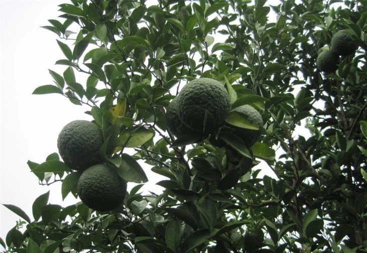 Citrus Aurantium Extract 