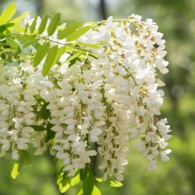 quercetin supplement private label quercetin supplement private label